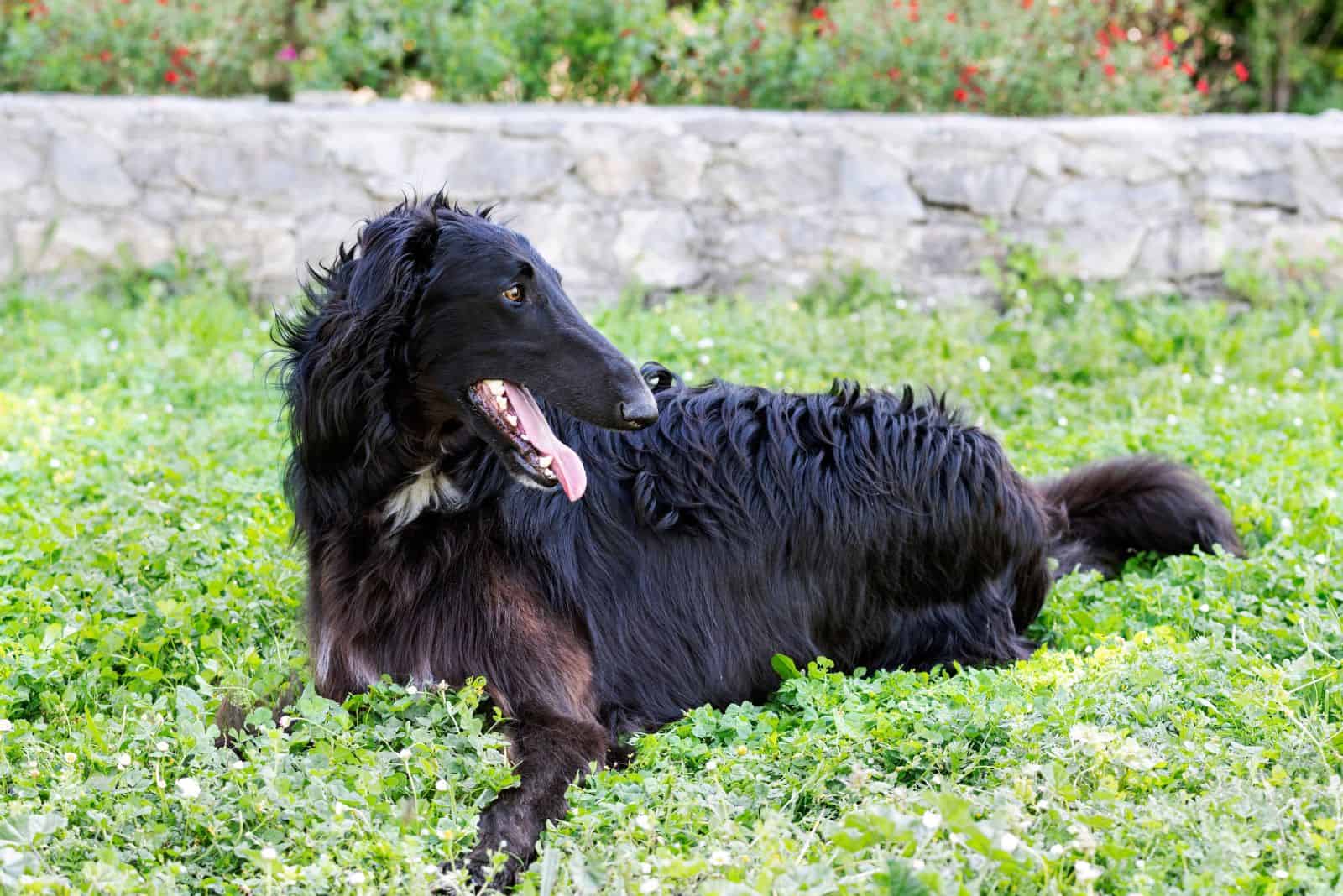Black Borzoi lies on the grass