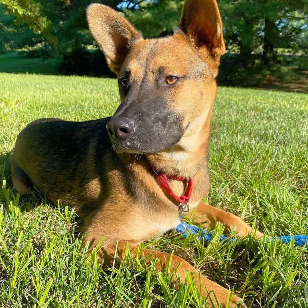 Black Mouth Cur German Shepherd Mix puppy lying on the grass