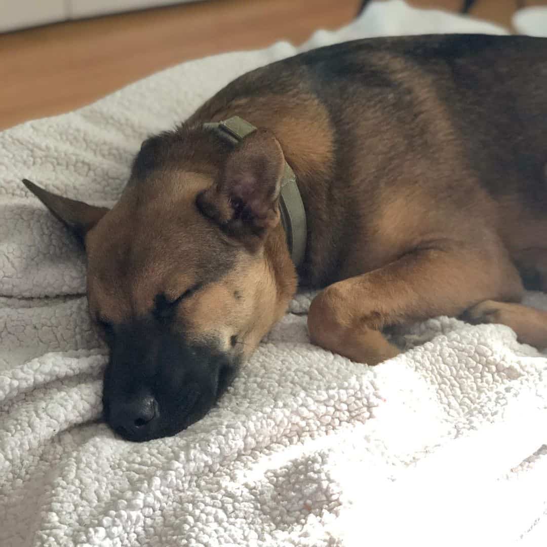 Black Mouth Cur German Shepherd Mix sleeping on the bed