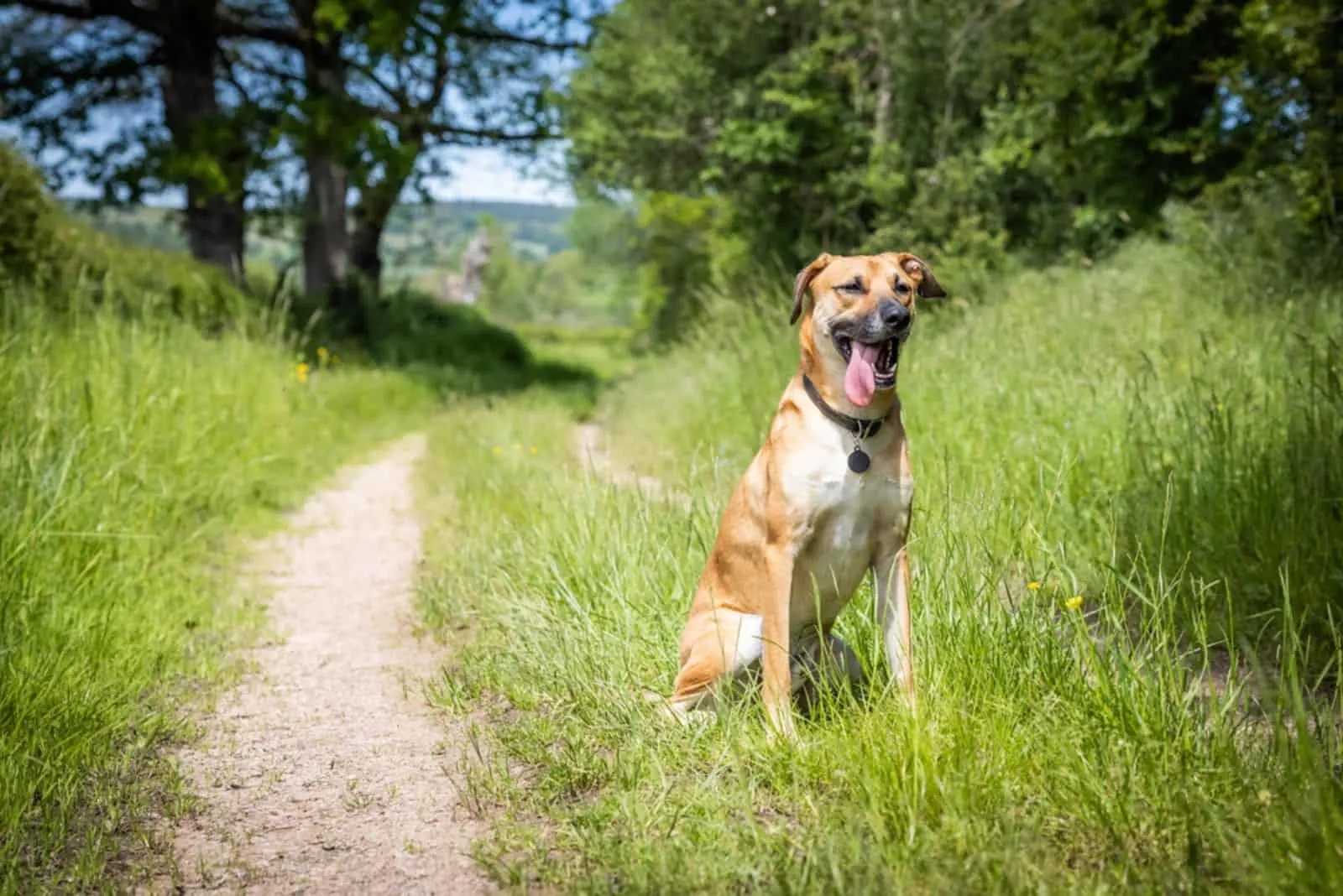Black Mouth Cur sits in a field