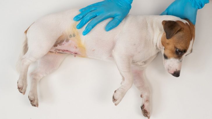 Black Spots On Dog Belly: 9 Causes Of This Occurrence