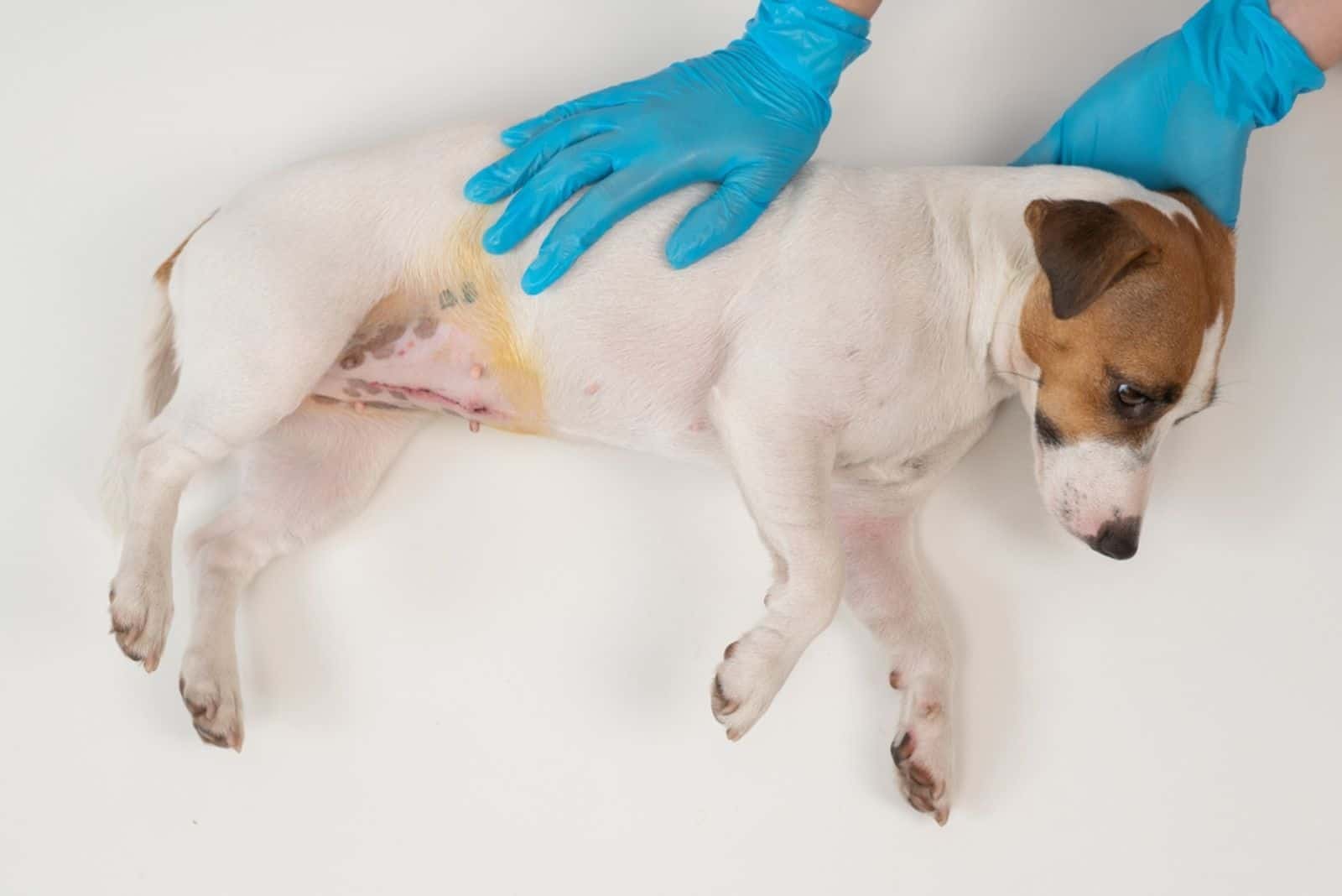 A veterinarian examines a Jack Russell Terrier dog