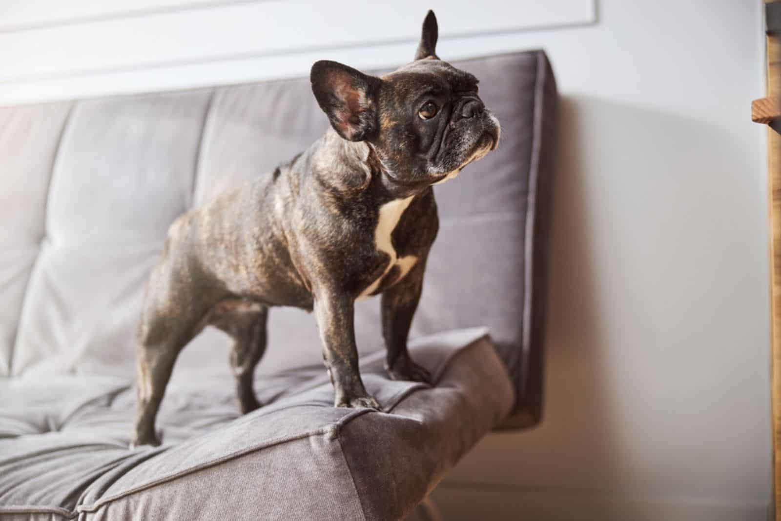 Black dog with white chest putting front paws on sofa