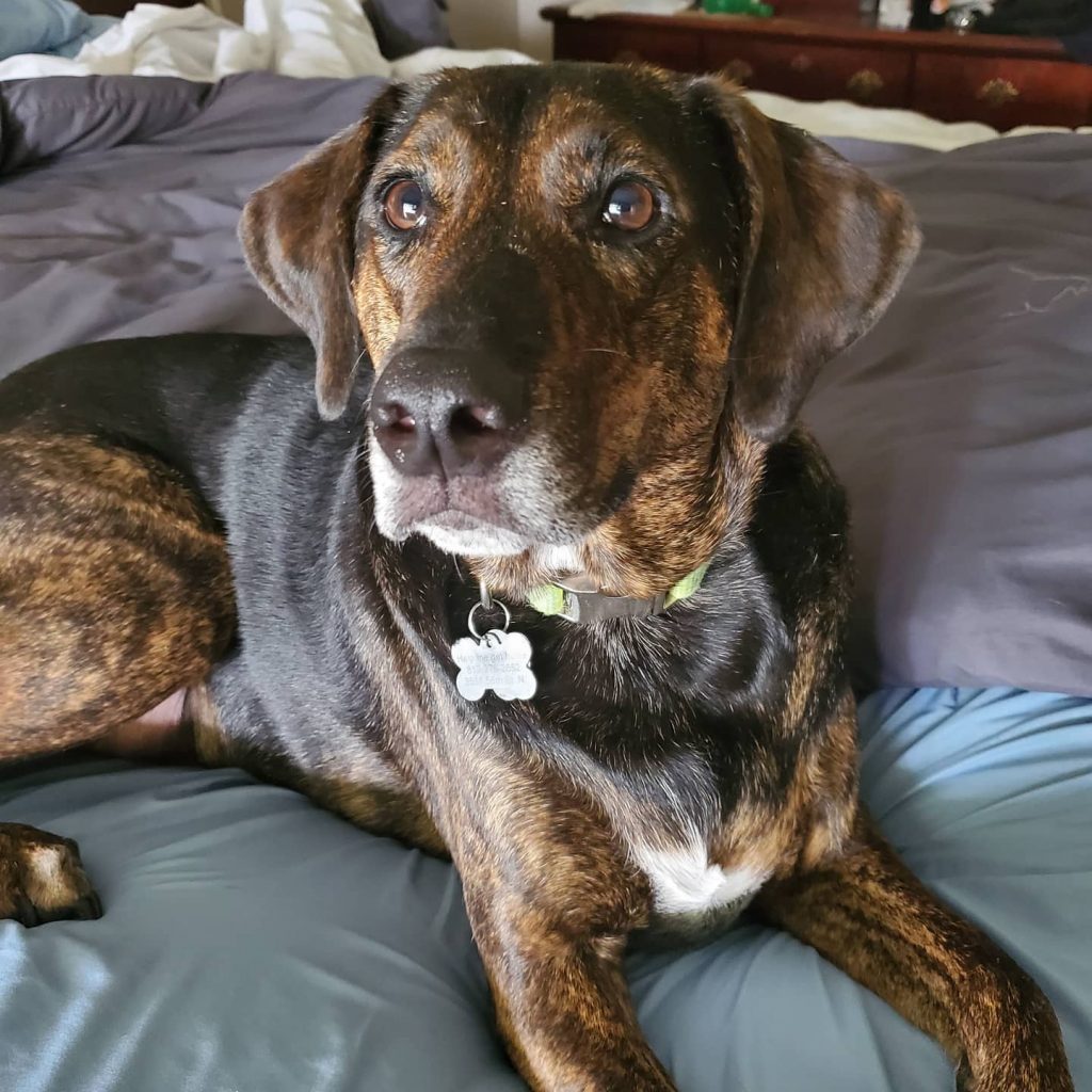 Bloodhound Catahoula Mix