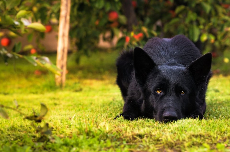 7 Blue German Shepherd Breeders To Test Your Luck