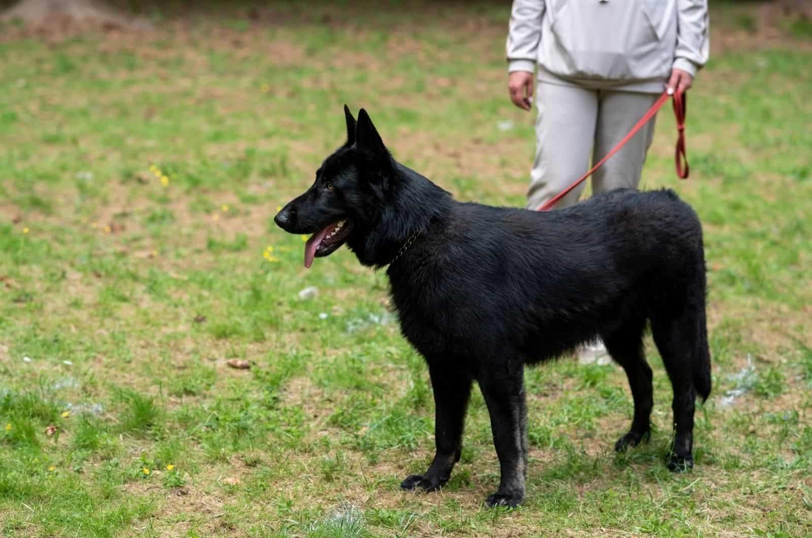 Blue German Shepherd standing outside