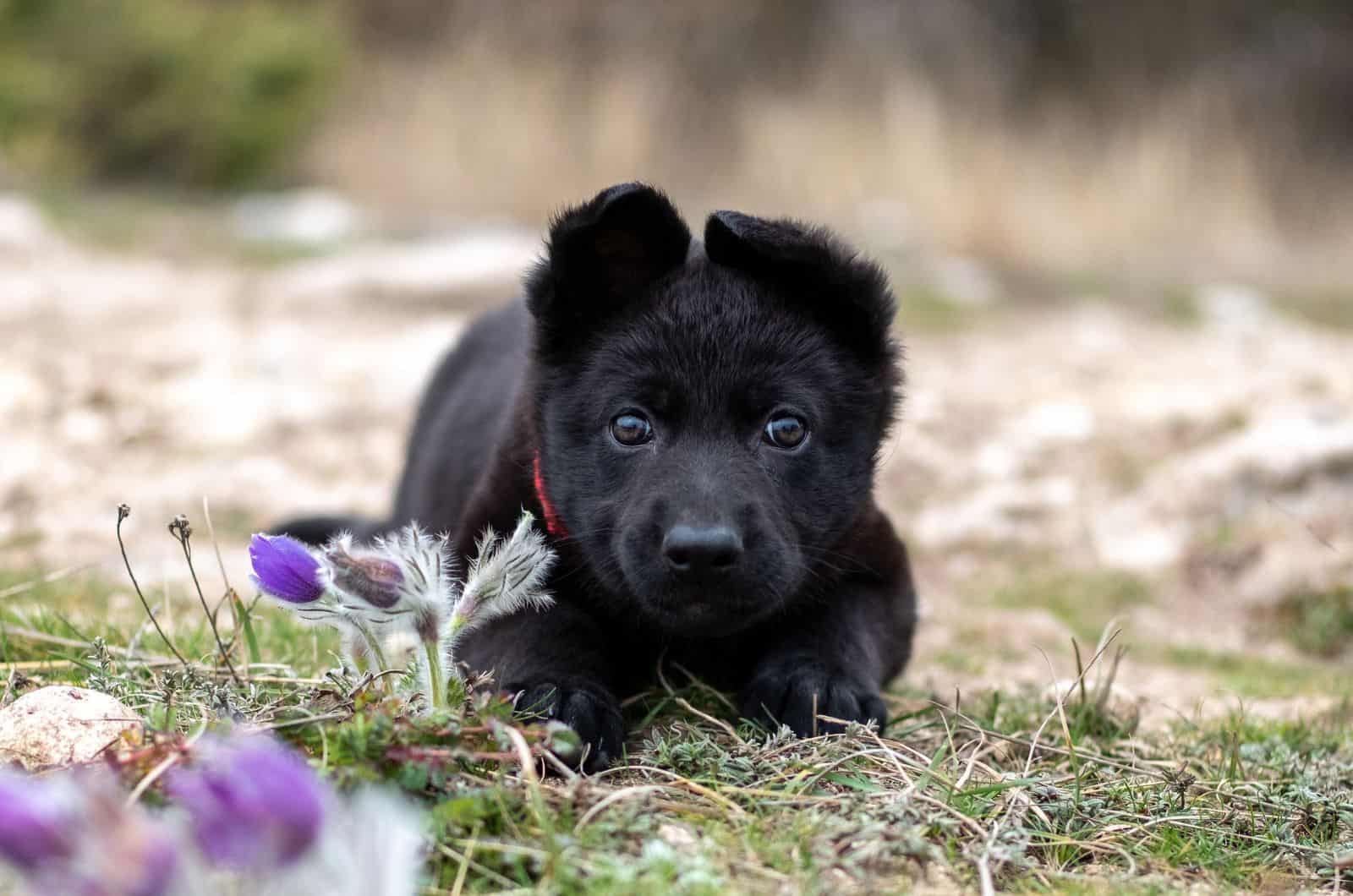 Blue German shepherd puppy