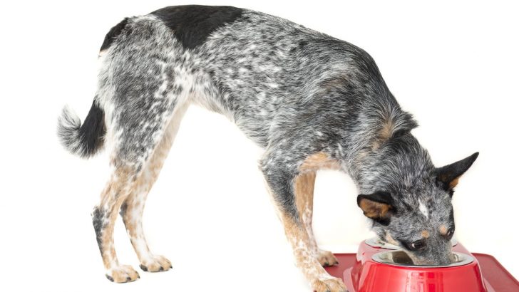 Blue Heeler Feeding Chart: Crunching The Kibble