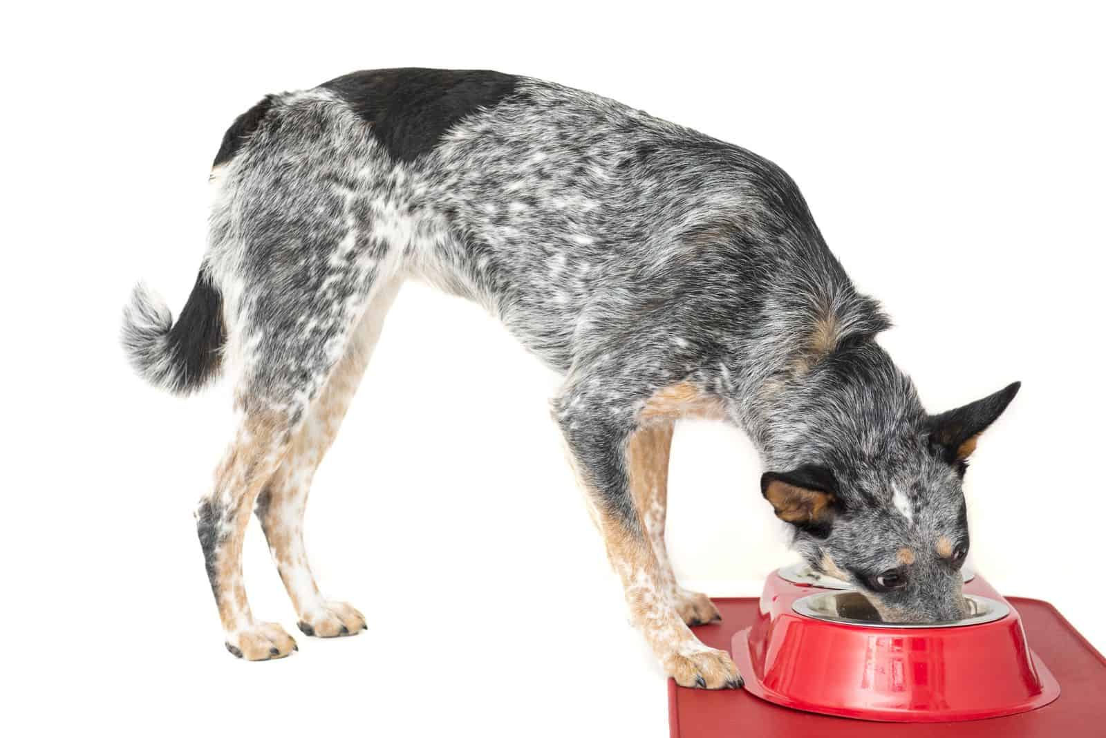 Blue Heeler eats from a bowl