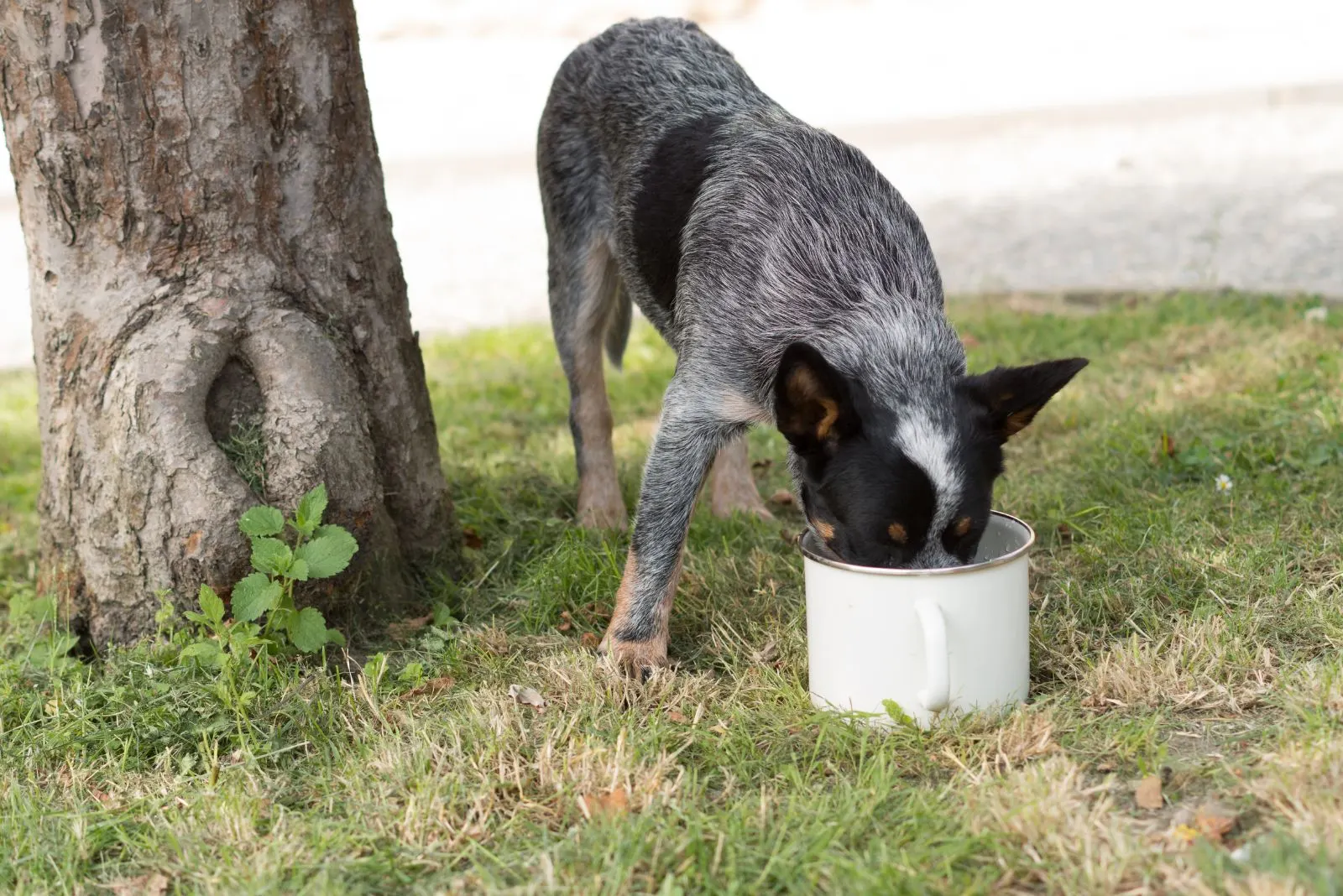 Blue Heeler eats from a bowl outdoors