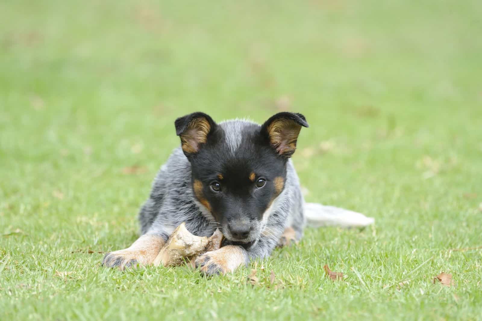 Blue Heeler puppy eats a bone