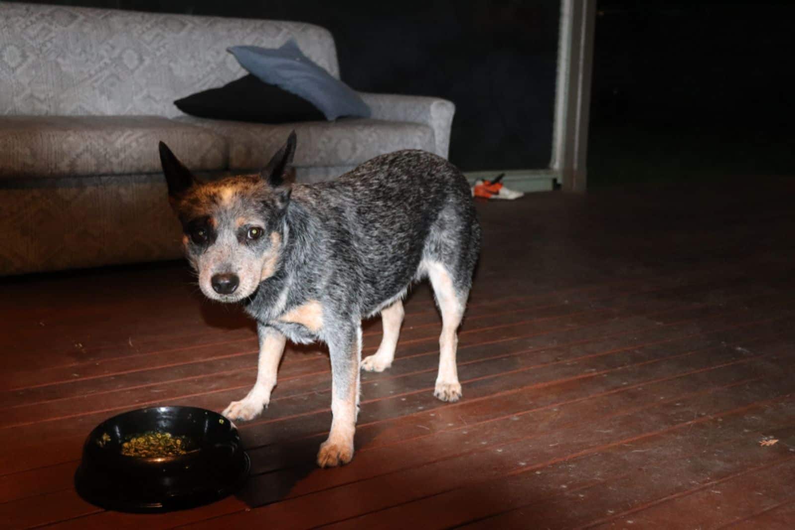 Blue Heeler stands next to the bowl of food