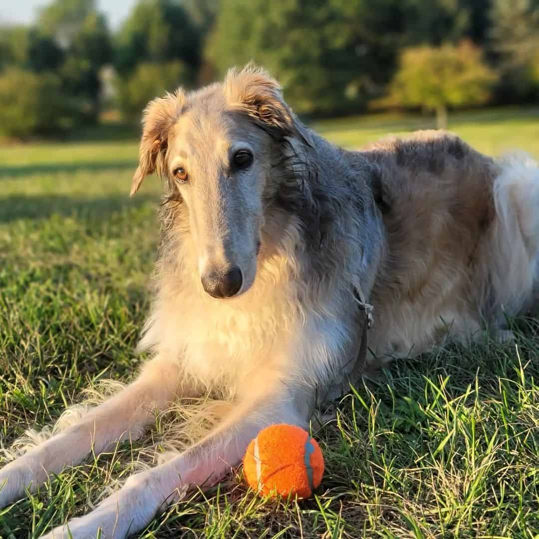 Blue borzoi