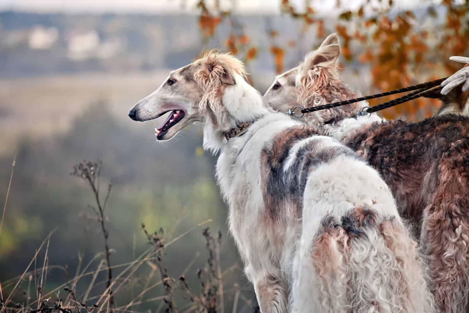 Borzoi dog