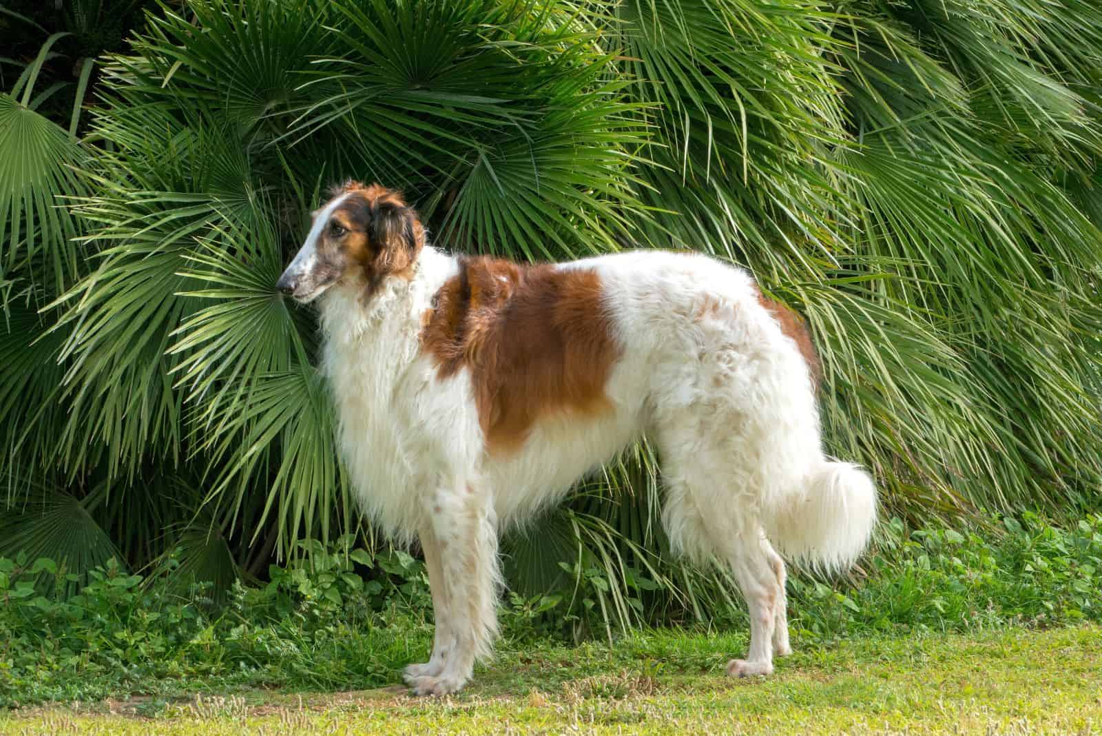 Borzoi stands in the field