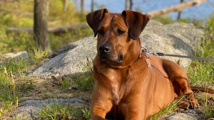 Boxer Great Dane Mix: A Goofball, Yet A Serious Guard Dog