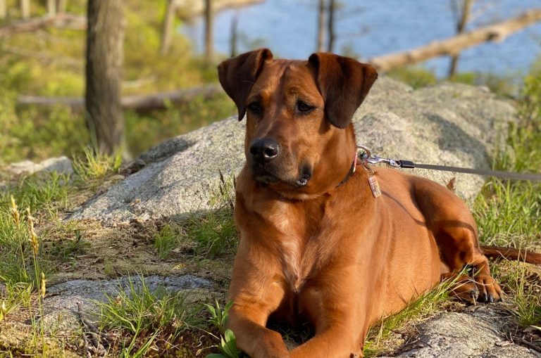 Boxer Great Dane Mix dog sitting outside