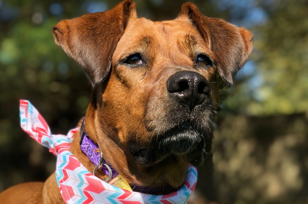 Boxer Great Dane Mix A Goofball, Yet A Serious Guard Dog