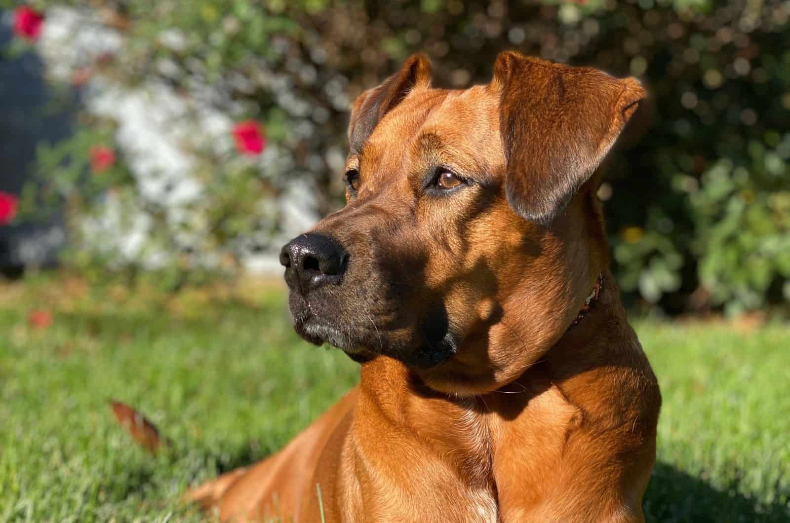 Boxer Great Dane Mix sitting on grass