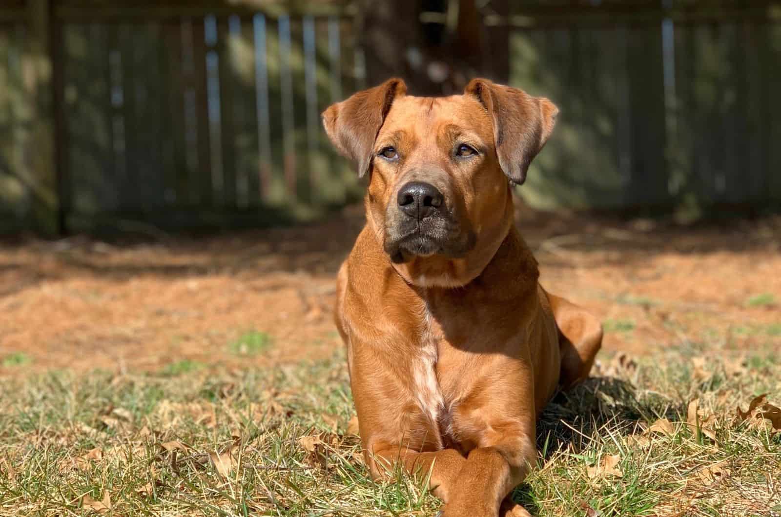 Boxer Great Dane Mix sitting oustide