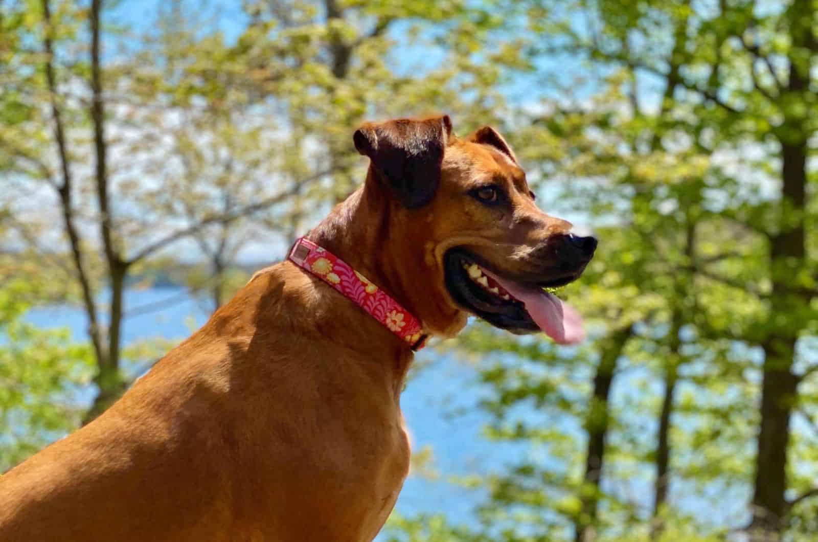 Boxer Great Dane Mix standing in nature