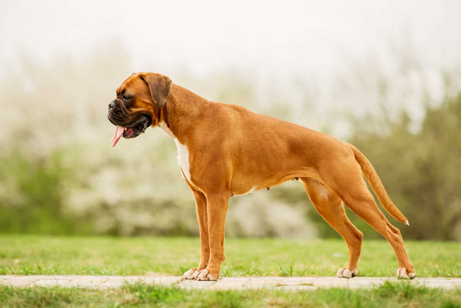 Boxer dog standing on grass outside