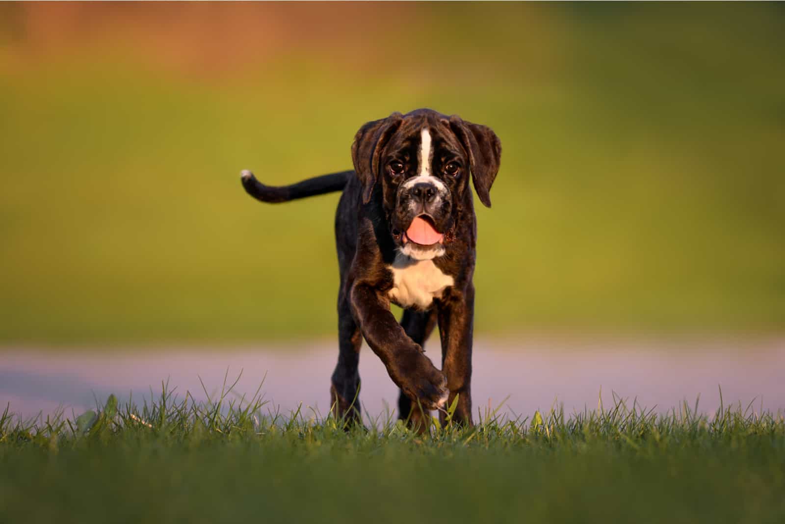 Boxer puppy walking on grass