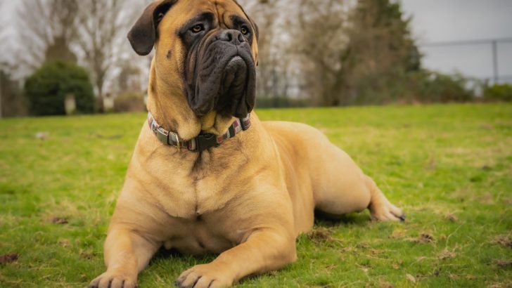 Bullmastiff Growth Chart: They’re Large & They’re In Charge