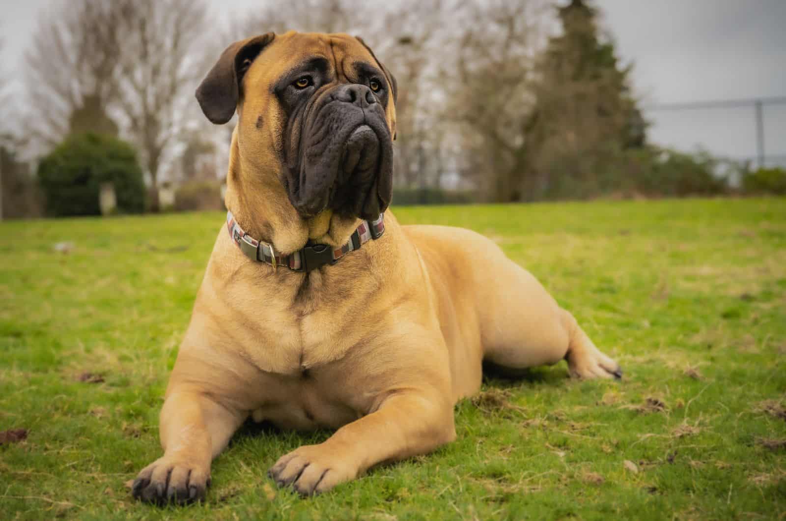 bullmastiff sitting on grass