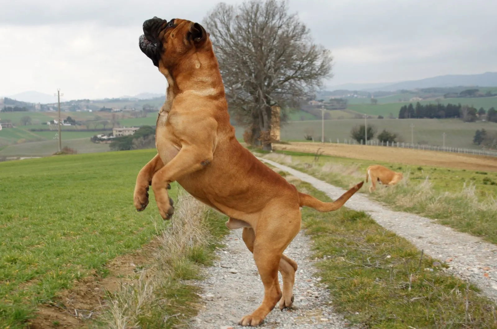 Bullmastiff Growth Chart: They're Large & They're In Charge Bullmastiff jumping on country road