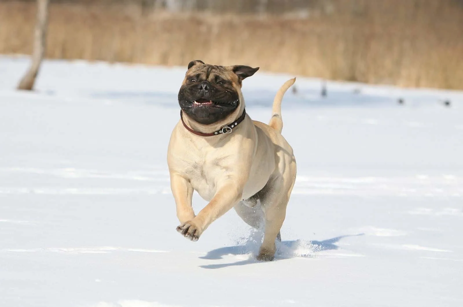 Bullmastiff running on the snow