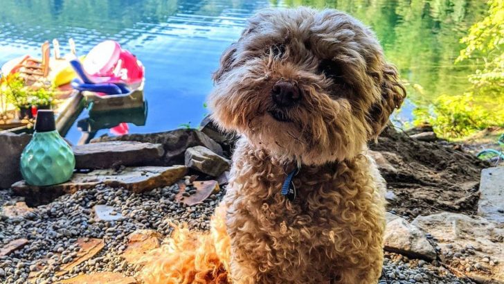 Cairn Terrier Poodle Mix: Trust Me, You Can’t Resist ‘Em