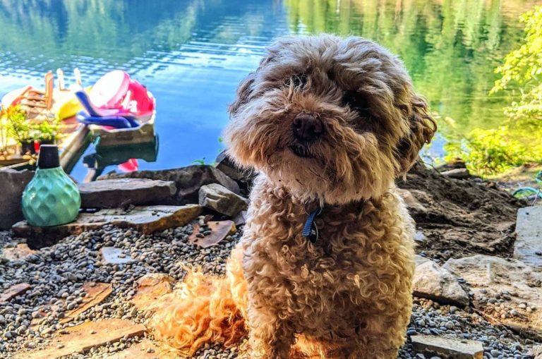 cairn poodle mix