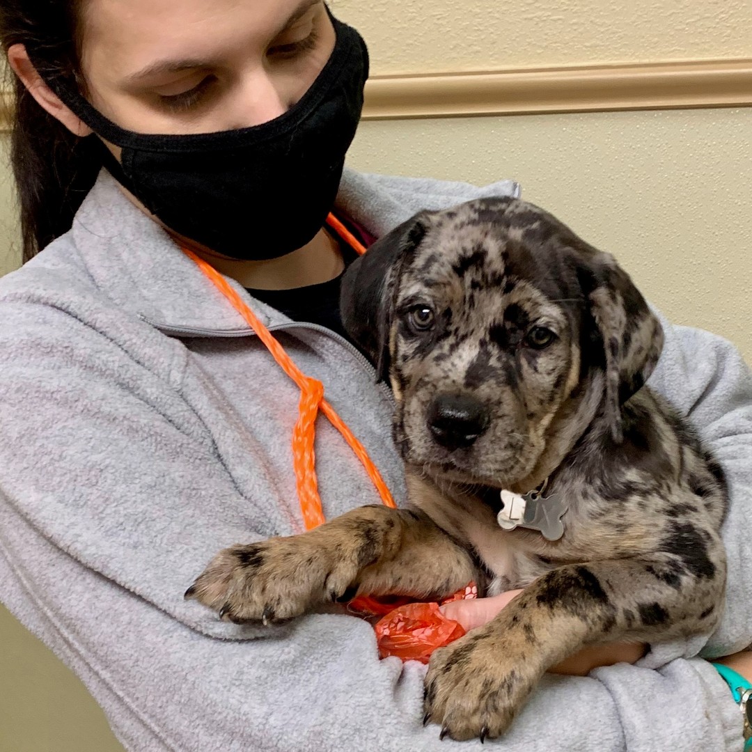 Cane Corso Catahoula Mix