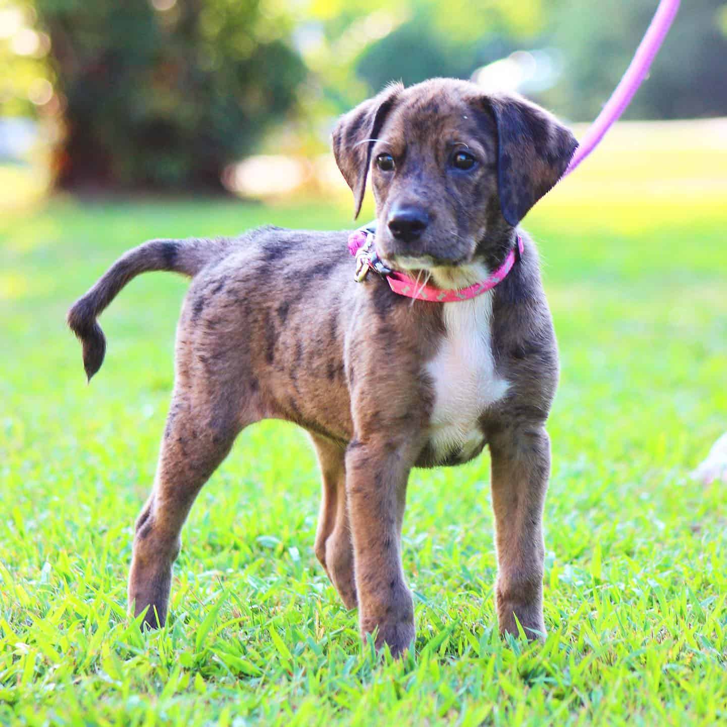 Catahoula Beagle Mix