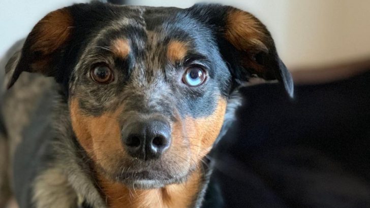 Catahoula Blue Heeler Mix: Guide To The Catahoula Heeler