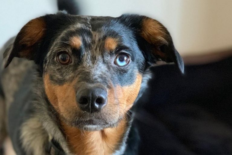 cute catahoula blue heeler mix dog