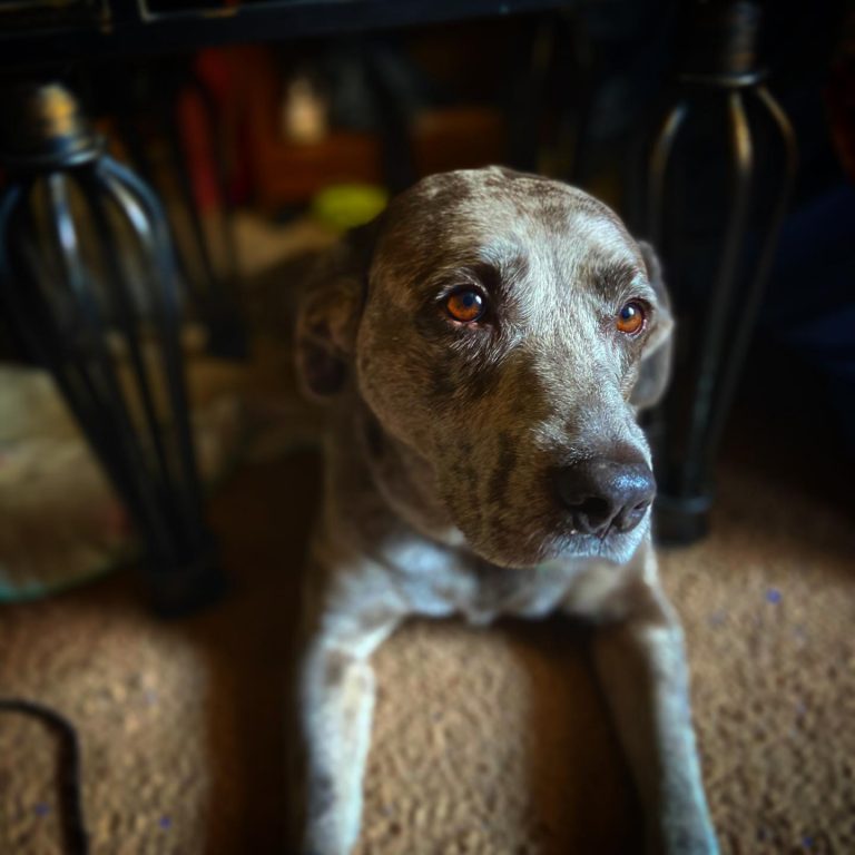 Catahoula Blue Heeler Mix Guide To The Catahoula Heeler