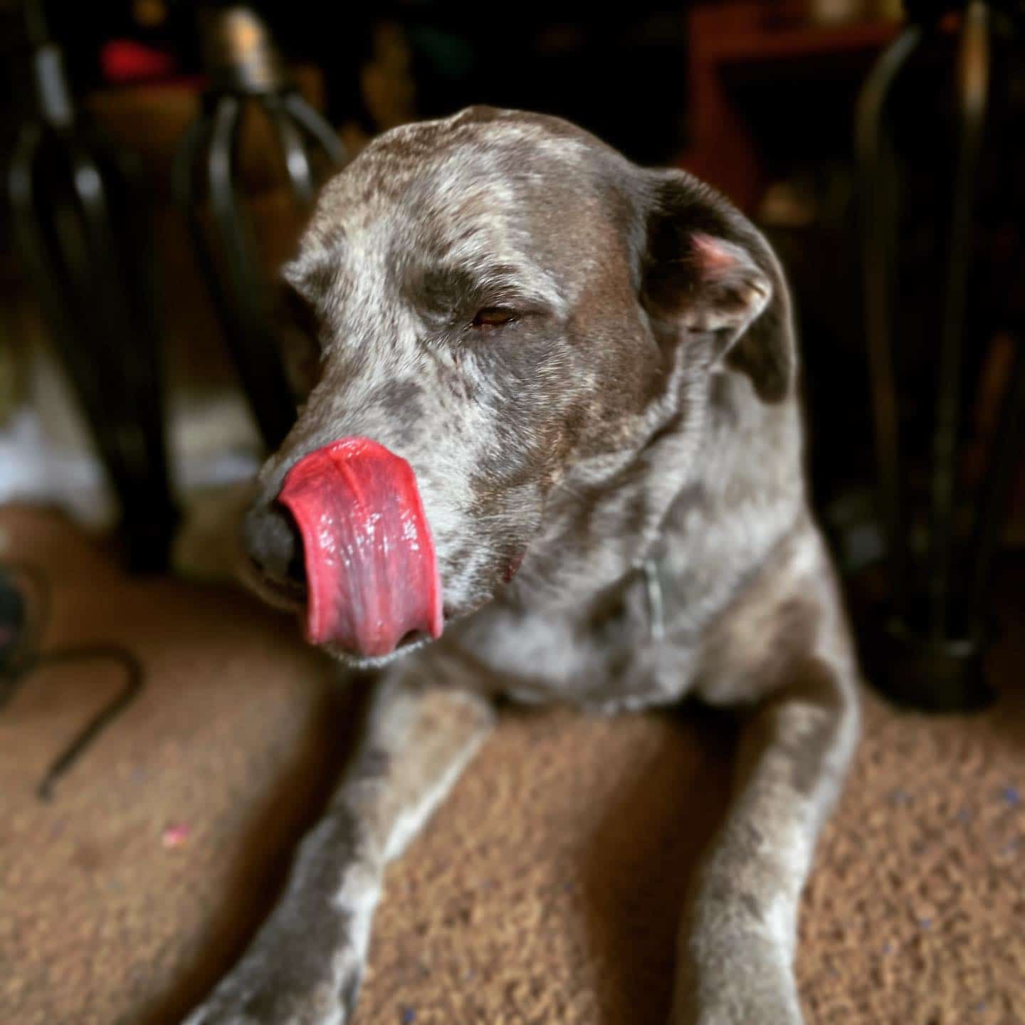 Catahoula Blue Heeler Mix dog waiting for food