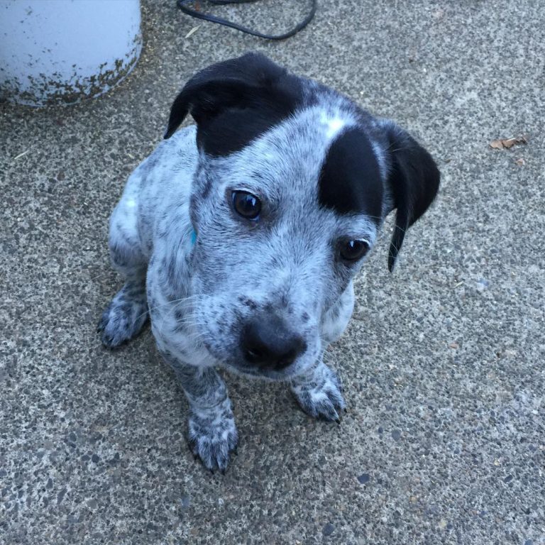 Catahoula Blue Heeler Mix Guide To The Catahoula Heeler
