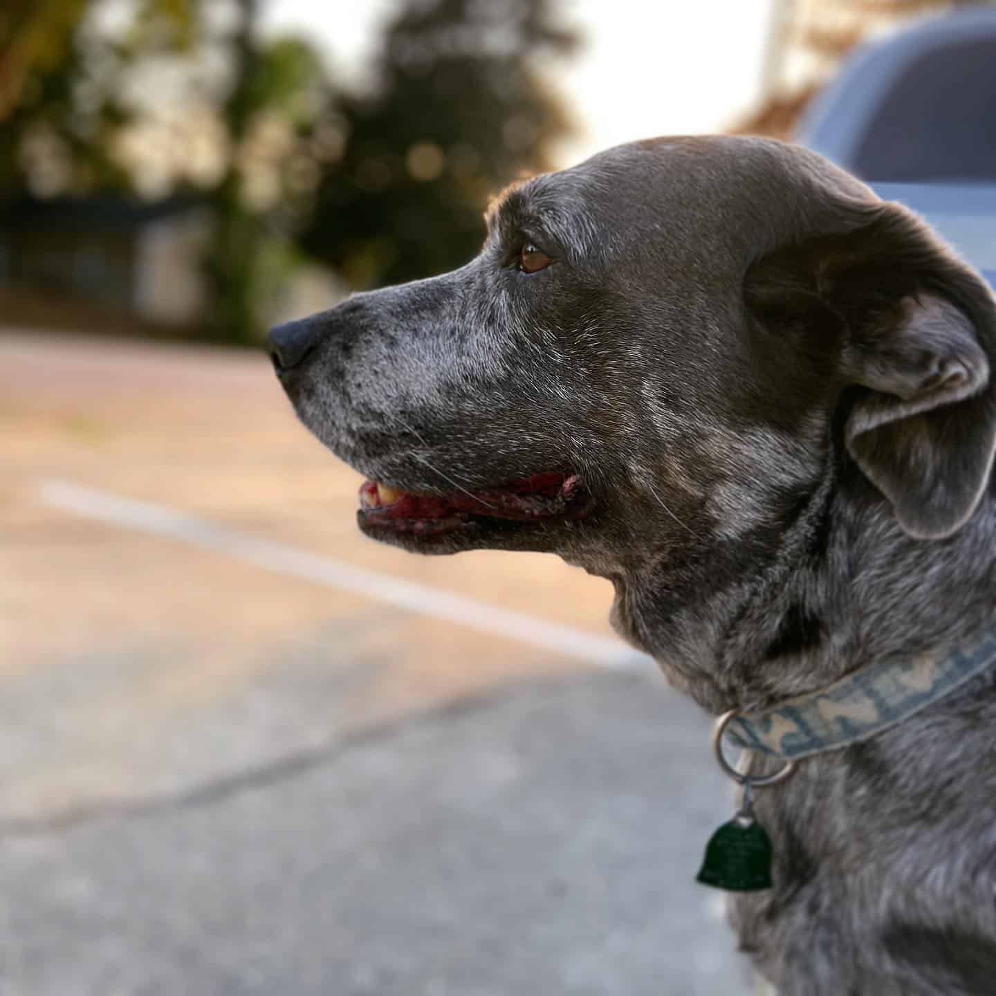 Catahoula Blue Heeler Mix standing on fresh air