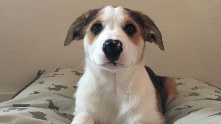Catahoula Border Collie Mix: The Ultimate Farm Dog