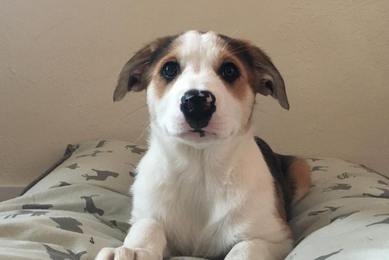 Catahoula Border Collie Mix sitting on the bed