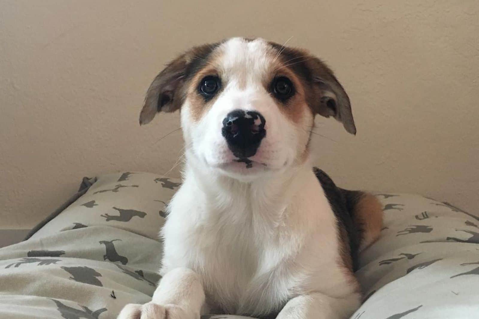 Catahoula Border Collie Mix: The Ultimate Farm Dog