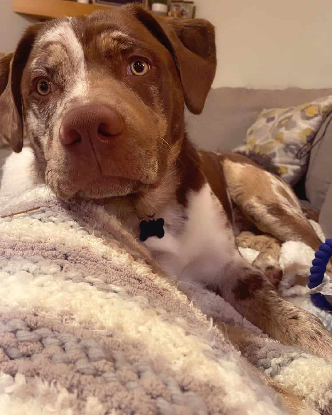 Catahoula Border Collie Mix is lying on the bed