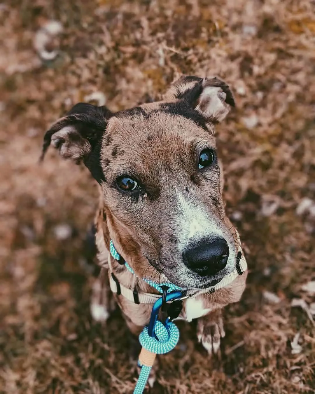 Catahoula Border Collie Mix sitting and looking at camera