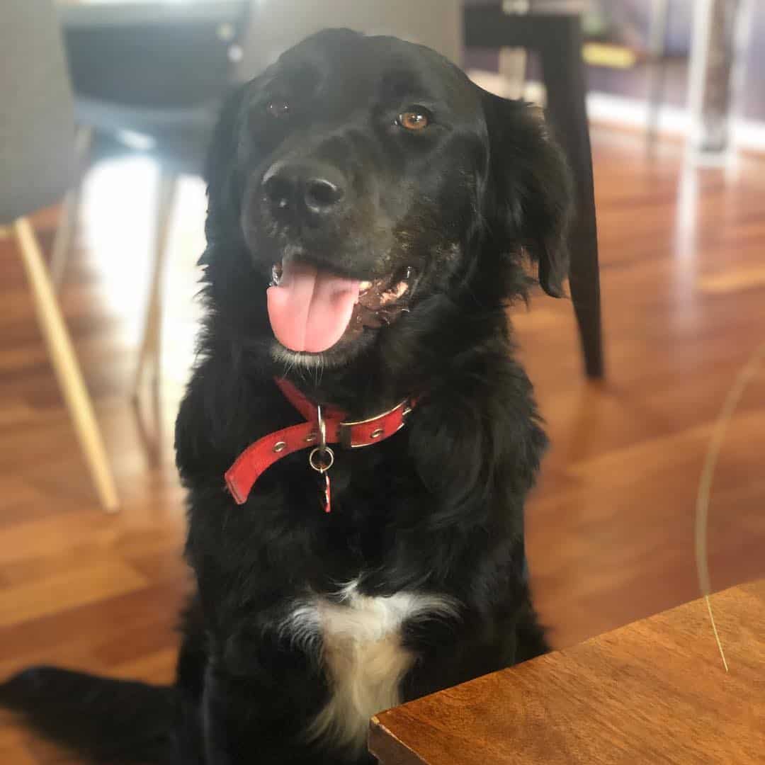 Catahoula Border Collie Mix