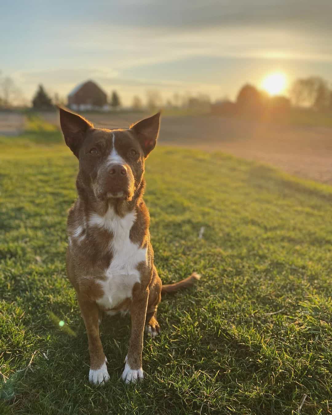 Catahoula Border Collie sitting in a field