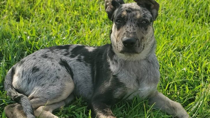 Catahoula German Shepherd Mix: An All-Around Working Dog