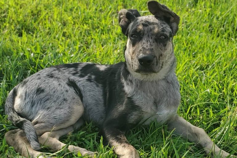 Catahoula German Shepherd Mix dog on thhe grass